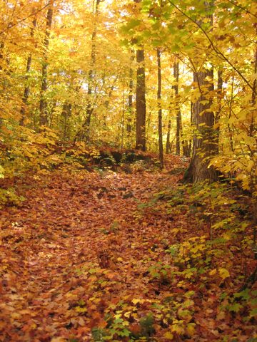 Photo from Thanksgiving weekend in Algonquin Provincial Park