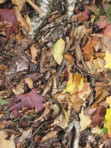Photo from Thanksgiving weekend in Algonquin Provincial Park