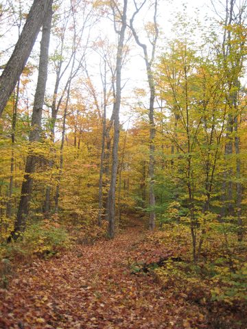 Photo from Thanksgiving weekend in Algonquin Provincial Park