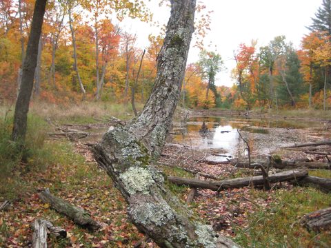 Photo from Thanksgiving weekend in Algonquin Provincial Park