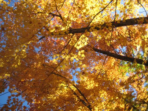 Photo from Thanksgiving weekend in Algonquin Provincial Park