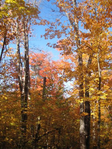 Photo from Thanksgiving weekend in Algonquin Provincial Park