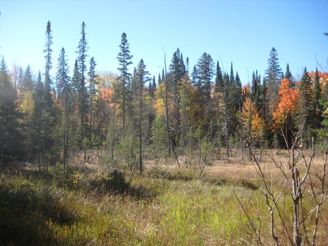 Photo from Thanksgiving weekend in Algonquin Provincial Park