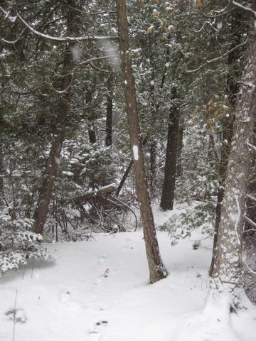 Photo from Backpacking, Reeds Dump, Bruce Trail, Lion's Head