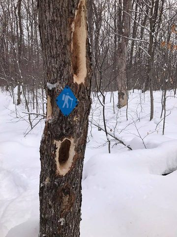 Photo from Snowshoeing Algonquin's Blue Diamond Loop for New Year's