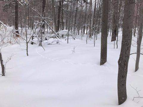 Photo from Snowshoeing Algonquin's Blue Diamond Loop for New Year's