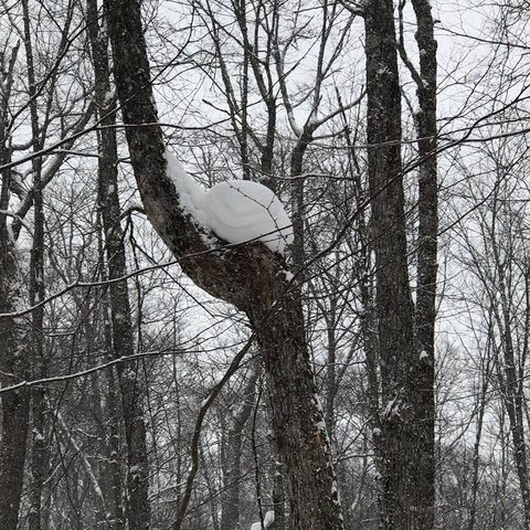 Photo from Snowshoeing Algonquin's Blue Diamond Loop for New Year's