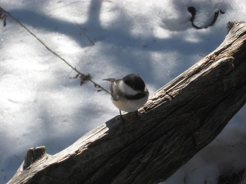 Photo from Climbing Mount Marcy