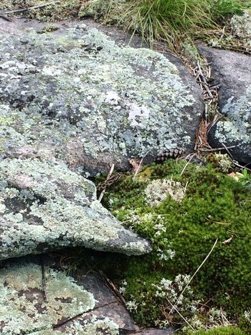 hey, sorta looks like rattler markings