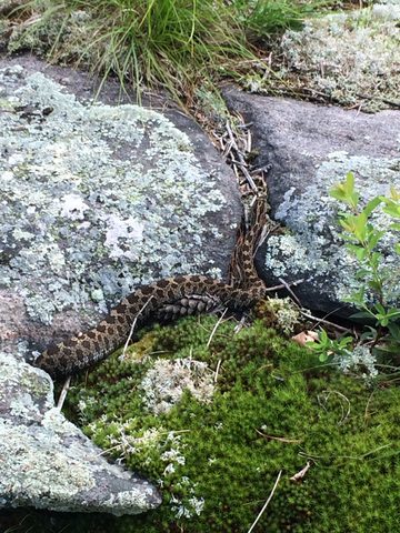 really looks like rattler markings