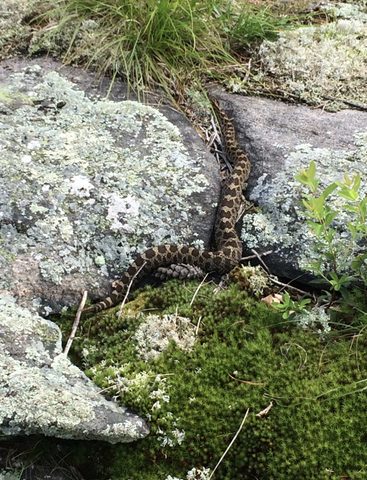 humans and rattlers - we both like flat, sunny rocks