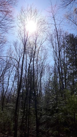 nothing but blue skies ! 🌲🖒🌱