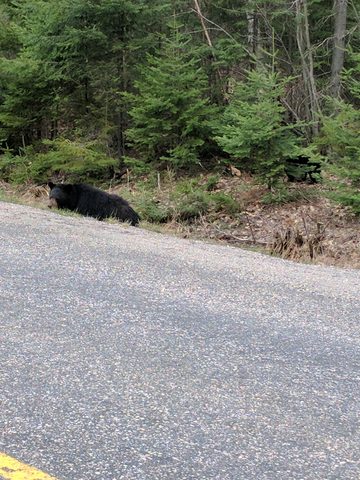 Photo from Killarney Spring Cleanup