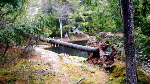 Photo from Killarney Spring Cleanup