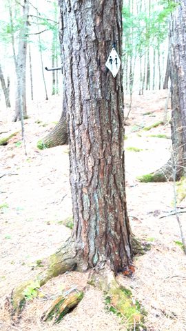 Photo from Killarney Spring Cleanup