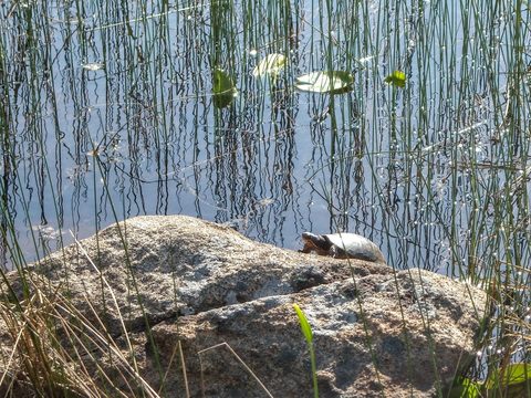 Photo from Tyro (Novice) Kayaking Painted Rocks and Bayfield Inlet