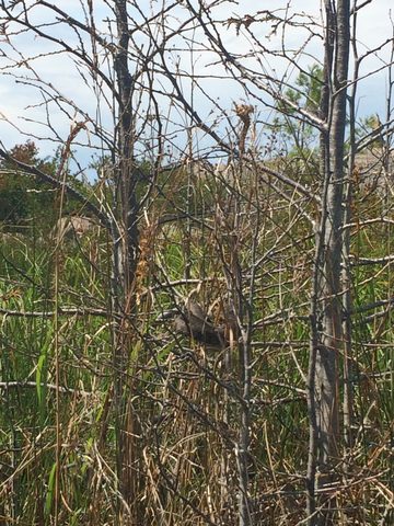 sometimes the snakes are on the ground, sometimes in the water, and sometimes curled up in the bushes.