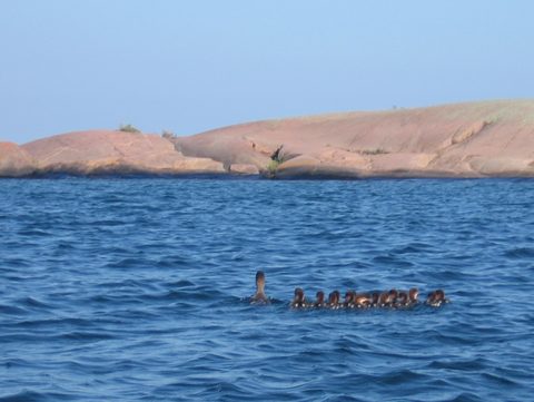 Photo from Franklin, Mink, and McCoy Islands