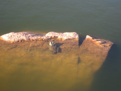 Photo from Franklin, Mink, and McCoy Islands