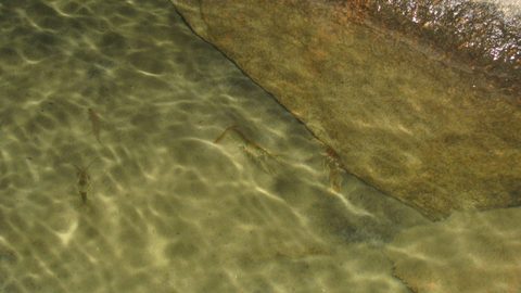 Photo from Franklin, Mink, and McCoy Islands