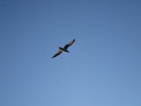 Photo from Kayaking Franklin Island For R&R