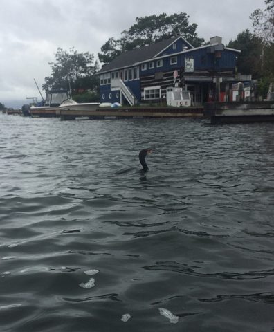 Cormorant at Gilly's