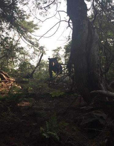 bear staring contest