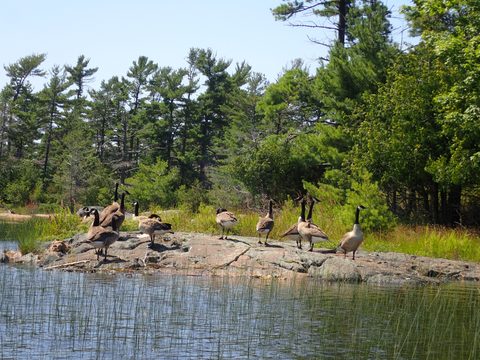 Photo from Kayaking Franklin, an Island Paradise