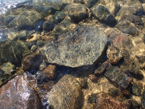 Photo from Kayaking Franklin, an Island Paradise