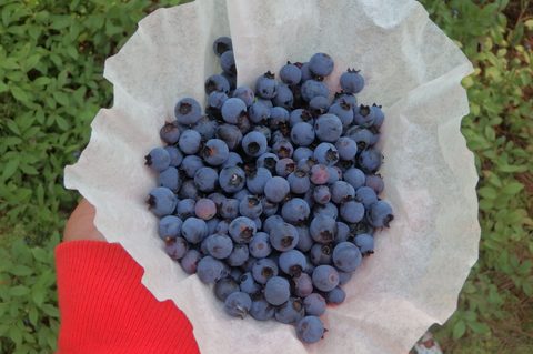 Wild blueberries 