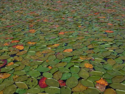 Photo from Point Grondine Canoe Trip