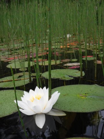 Photo from Point Grondine Canoe Trip