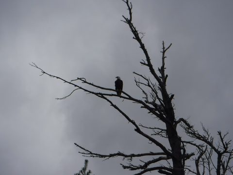 Photo from Kayaking to Phillip Edward Island - Aug long weekend edition