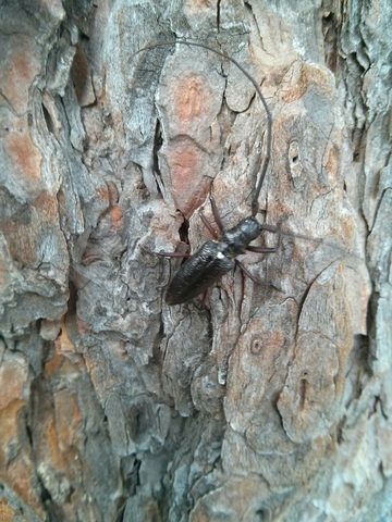 Photo from Wolf Lake/Paradise Lagoon Canoe Trip (5 day Intermediate and above)