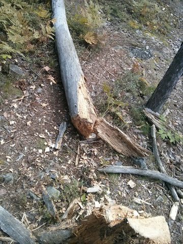 Photo from Wolf Lake/Paradise Lagoon Canoe Trip (5 day Intermediate and above)