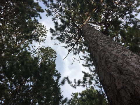 Photo from Wolf Lake/Paradise Lagoon Canoe Trip (5 day Intermediate and above)