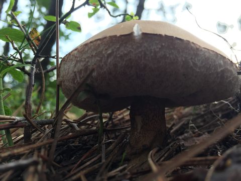 Photo from Wolf Lake/Paradise Lagoon Canoe Trip (5 day Intermediate and above)