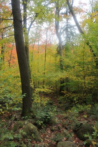 Photo from Thanksgiving weekend in Algonquin Provincial Park
