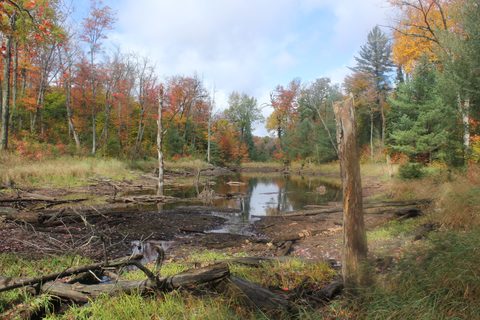 Photo from Thanksgiving weekend in Algonquin Provincial Park