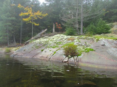 Photo from Thanksgiving in Killarney Park