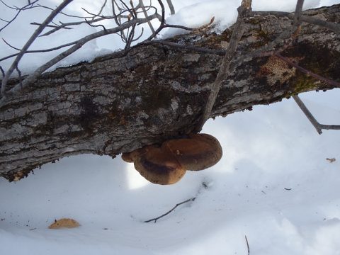 Photo from Minnesing Trail: 3 days winter camping
