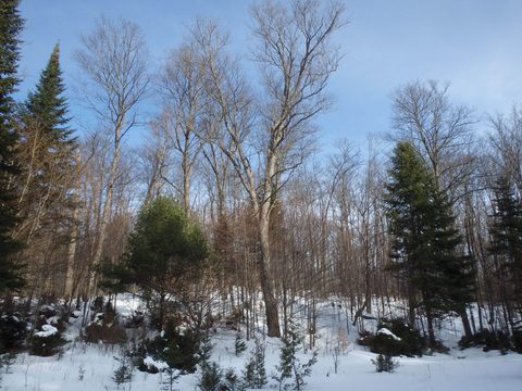 Photo from Minnesing Trail: 3 days winter camping