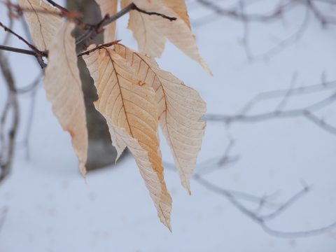 Photo from Minnesing Trail: 3 days winter camping