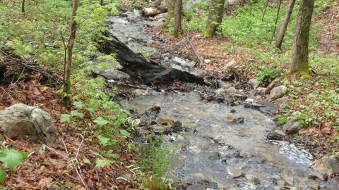 Photo from Killarney Spring Cleanup