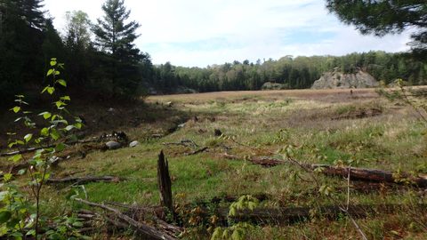Photo from Killarney Spring Cleanup