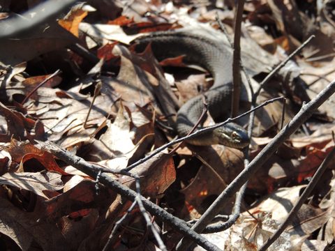 Photo from McCrae Lake Spring Cleanup