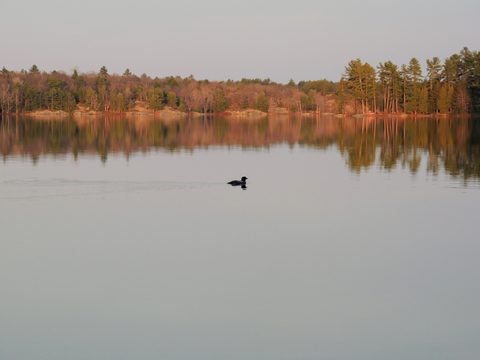 Photo from McCrae Lake Spring Cleanup