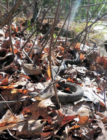 Photo from McCrae Lake Spring Cleanup