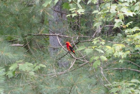 Photo from Backpacking East Side of QEW, Devils Lake to Victoria Section