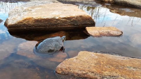 Photo from Kayaking To The Painted Rocks